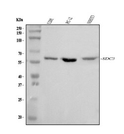 Invitrogen Syndecan 3 Polyclonal Antibody 100 &mu;g; Unconjugated:Antibodies,