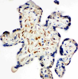 Invitrogen Syndecan 3 Polyclonal Antibody 100 &mu;g; Unconjugated:Antibodies,