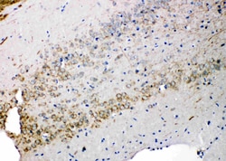 Invitrogen Syndecan 3 Polyclonal Antibody 100 &mu;g; Unconjugated:Antibodies,
