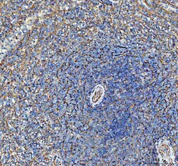 Invitrogen SDHA Polyclonal Antibody 100 &mu;g; Unconjugated:Antibodies,