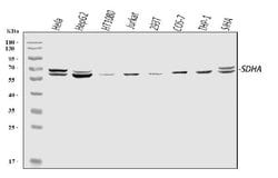 Invitrogen SDHA Polyclonal Antibody 100 &mu;g; Unconjugated:Antibodies,