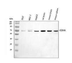 Invitrogen SDHA Polyclonal Antibody 100 &mu;g; Unconjugated:Antibodies,