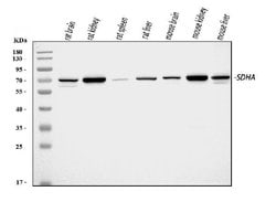 Invitrogen SDHA Polyclonal Antibody 100 &mu;g; Unconjugated:Antibodies,