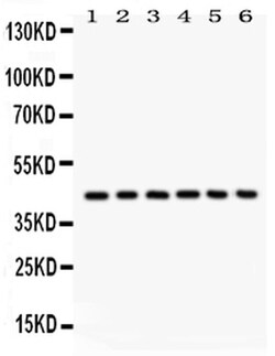 Invitrogen L-Selectin (CD62L) Polyclonal Antibody 100 &mu;g | Buy Online | Invitrogen&trade; | Fisher Scientific
