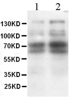 Invitrogen L-Selectin (CD62L) Polyclonal Antibody 100 &mu;g; Unconjugated:Antibodies,