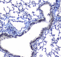 Invitrogen SF1 Polyclonal Antibody 100 &mu;g | Buy Online | Invitrogen&trade; | Fisher Scientific