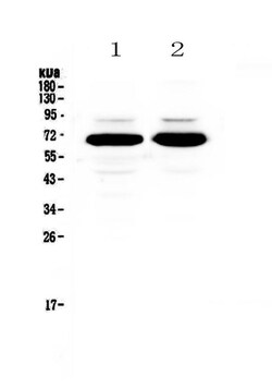 Invitrogen SF1 Polyclonal Antibody 100 &mu;g | Buy Online | Invitrogen&trade; | Fisher Scientific
