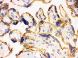 Invitrogen SHC Polyclonal Antibody 100 &mu;g; Unconjugated:Antibodies,