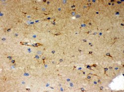 Invitrogen SHC Polyclonal Antibody 100 &mu;g; Unconjugated:Antibodies,