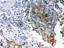 Invitrogen SHC Polyclonal Antibody 100 &mu;g; Unconjugated:Antibodies,