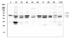 Invitrogen SHC Polyclonal Antibody 100 &mu;g; Unconjugated:Antibodies,