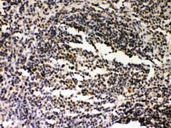 Invitrogen SIRT7 Polyclonal Antibody 100 &mu;g; Unconjugated:Antibodies,