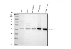 Invitrogen SIRT7 Polyclonal Antibody 100 &mu;g; Unconjugated:Antibodies,