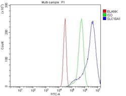 NTCP Polyclonal Antibody:Antibodies, Polyclonal