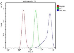 NTCP Polyclonal Antibody:Antibodies, Polyclonal