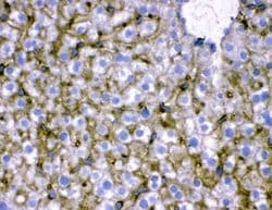 NTCP Polyclonal Antibody:Antibodies, Polyclonal