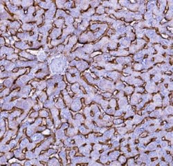 NTCP Polyclonal Antibody:Antibodies, Polyclonal