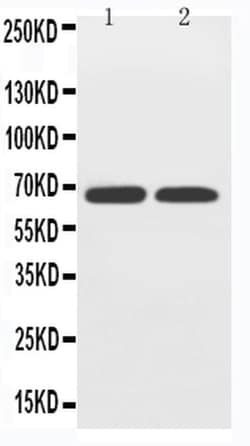 Invitrogen SLC2A12 Polyclonal Antibody 100 &mu;g; Unconjugated:Antibodies,
