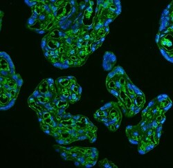 Invitrogen GLUT9 Polyclonal Antibody 100 &mu;g; Unconjugated:Antibodies,