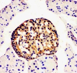 SLC30A4 Polyclonal Antibody, Invitrogen 100 &mu;g; Unconjugated:Antibodies,