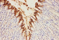 SLC30A4 Polyclonal Antibody, Invitrogen 100 &mu;g; Unconjugated:Antibodies,