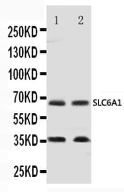 Invitrogen GAT-1 Polyclonal Antibody 100 &mu;g; Unconjugated:Antibodies,