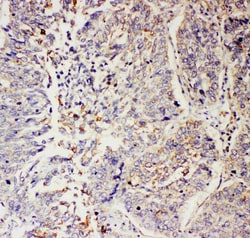 Invitrogen SLC9A2 Polyclonal Antibody 100 &mu;g; Unconjugated:Antibodies,