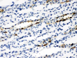 Invitrogen SLC9A2 Polyclonal Antibody 100 &mu;g; Unconjugated:Antibodies,
