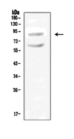 Invitrogen SLC9A2 Polyclonal Antibody 100 &mu;g; Unconjugated:Antibodies,