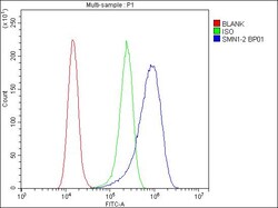 Invitrogen SMN1/SMN2 Polyclonal Antibody 100 &mu;g | Buy Online | Invitrogen&trade; | Fisher Scientific