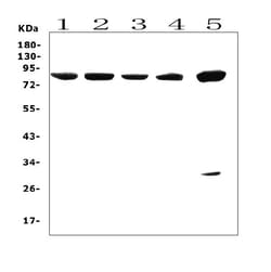 Invitrogen SMURF2 Polyclonal Antibody 100 &mu;g | Buy Online | Invitrogen&trade; | Fisher Scientific