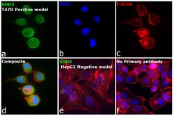Invitrogen SOD3 Polyclonal Antibody 100 &mu;g | Buy Online | Invitrogen&trade; | Fisher Scientific