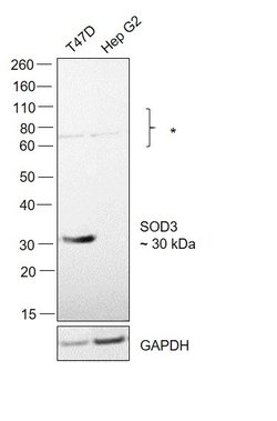 Invitrogen SOD3 Polyclonal Antibody 100 &mu;g | Buy Online | Invitrogen&trade; | Fisher Scientific