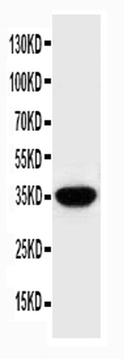 Invitrogen SPARC Polyclonal Antibody 100 &mu;g; Unconjugated:Antibodies,