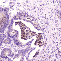 Invitrogen SPARCL1 Polyclonal Antibody 100 &mu;g; Unconjugated:Antibodies,