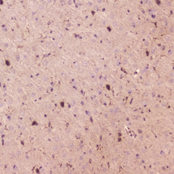 Invitrogen SPARCL1 Polyclonal Antibody 100 &mu;g; Unconjugated:Antibodies,