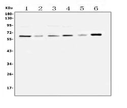 Invitrogen SPARCL1 Polyclonal Antibody 100 &mu;g; Unconjugated:Antibodies,