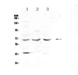 Invitrogen SPHK2 Polyclonal Antibody 100 &mu;g; Unconjugated:Antibodies,