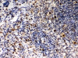 Invitrogen PU.1 Polyclonal Antibody 100 &mu;g; Unconjugated:Antibodies,