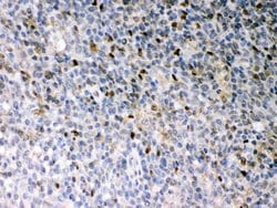 Invitrogen PU.1 Polyclonal Antibody 100 &mu;g; Unconjugated:Antibodies,