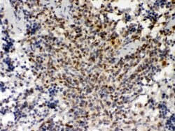 Invitrogen PU.1 Polyclonal Antibody 100 &mu;g; Unconjugated:Antibodies,