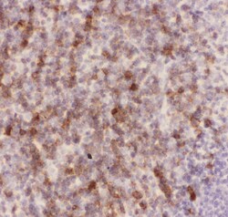 Invitrogen CD43 Polyclonal Antibody 100 &mu;g; Unconjugated:Antibodies,