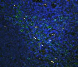 Invitrogen CD43 Polyclonal Antibody 100 &mu;g; Unconjugated:Antibodies,