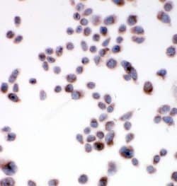 Invitrogen SSR3 Polyclonal Antibody 100 &mu;g; Unconjugated:Antibodies,
