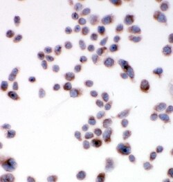 Invitrogen SSR3 Polyclonal Antibody 100 &mu;g; Unconjugated:Antibodies,