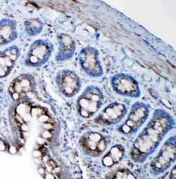 Invitrogen SSR3 Polyclonal Antibody 100 &mu;g; Unconjugated:Antibodies,