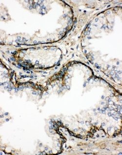 Invitrogen SSR3 Polyclonal Antibody 100 &mu;g; Unconjugated:Antibodies,