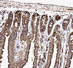 Invitrogen SSR3 Polyclonal Antibody 100 &mu;g; Unconjugated:Antibodies,