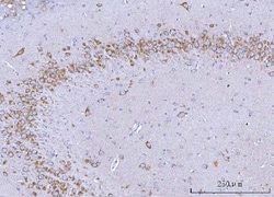 Invitrogen SSR3 Polyclonal Antibody 100 &mu;g; Unconjugated:Antibodies,