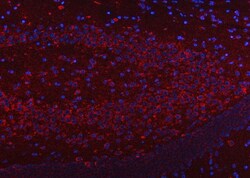 Invitrogen SSR3 Polyclonal Antibody 100 &mu;g; Unconjugated:Antibodies,